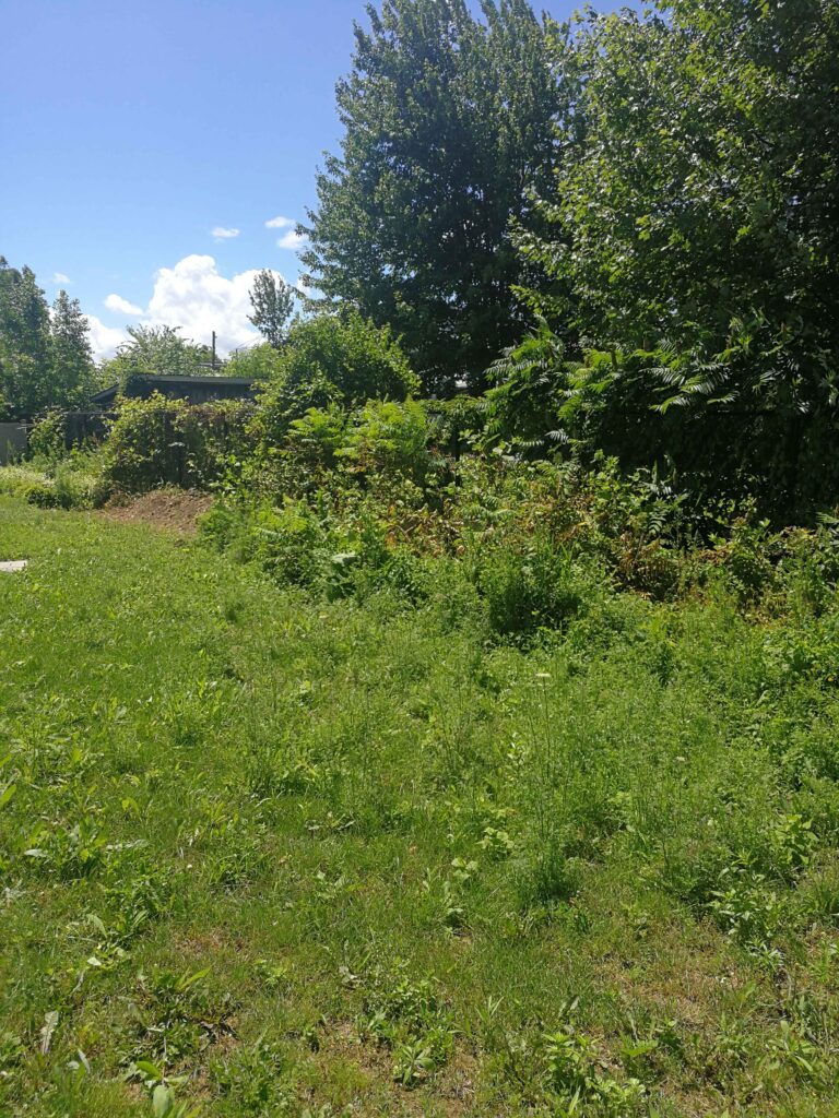 Before Lot Clear