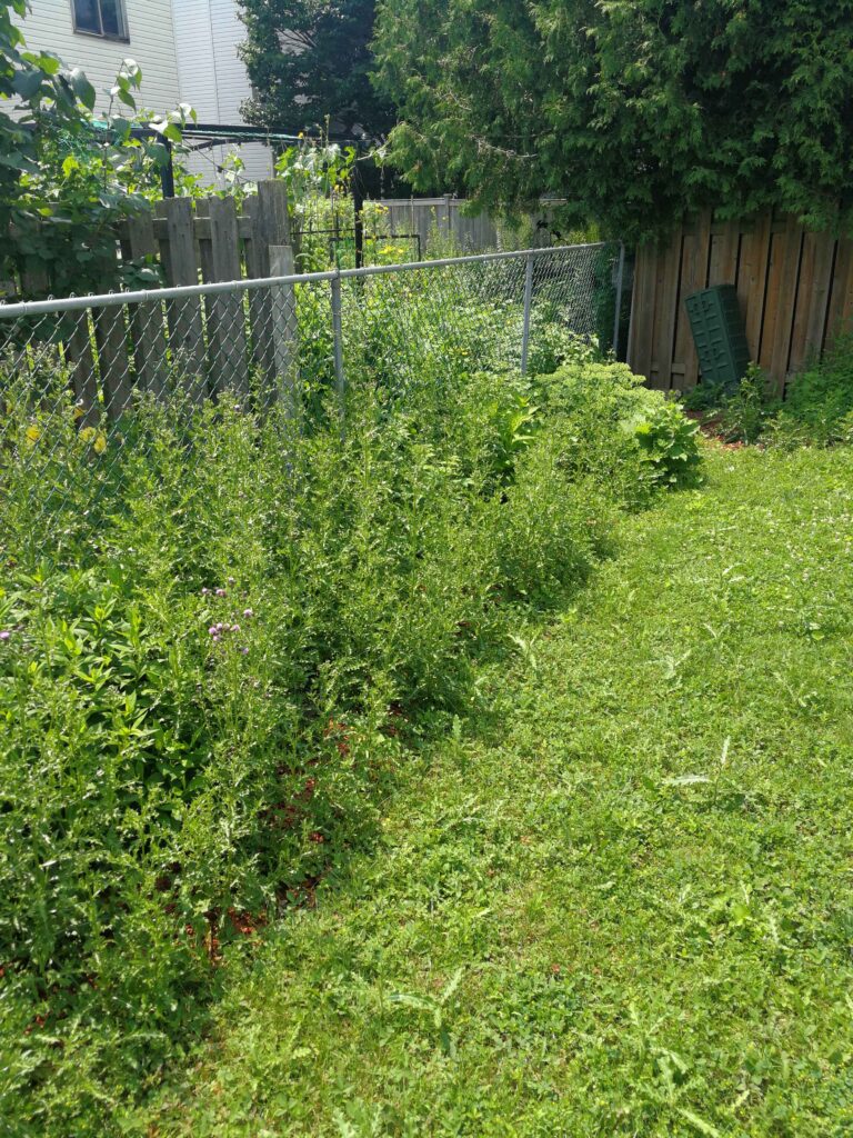 Before Weeding