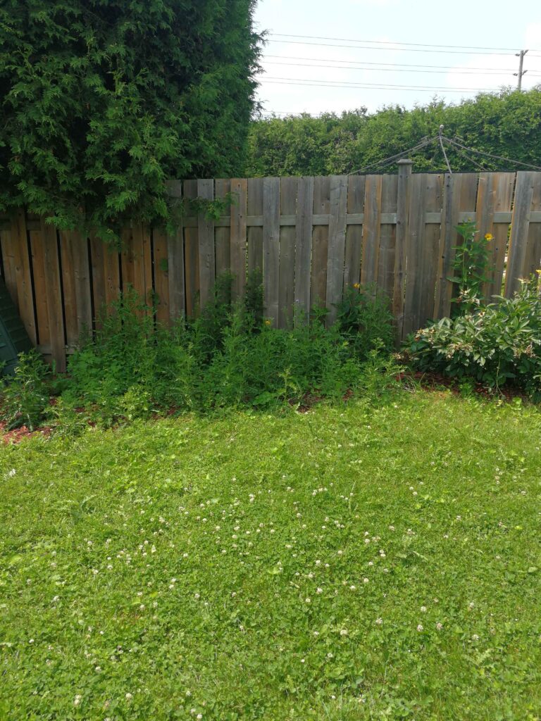 Before Weeding